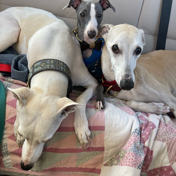 Meet your Posher, Denise - Picture 3 of 5